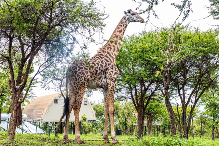Spotting Rare Animals in Tanzania