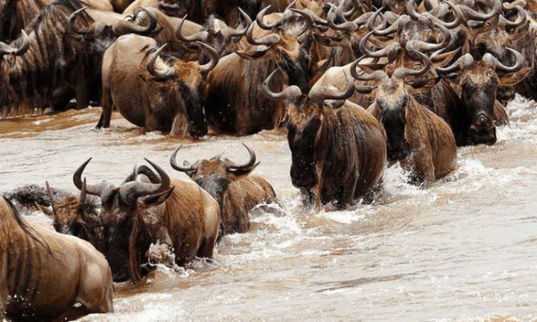 The Great Migration