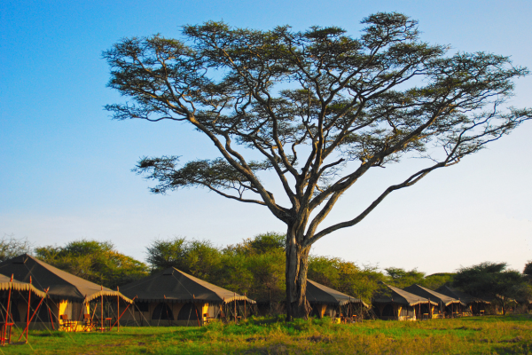 Luxury vs Budget Safari Camps in Tanzania: Which One Is Worth It in 2026?