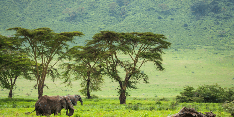 The Ultimate Guide to Ngorongoro Wild Camp Your Gateway to Tanzania's Eden