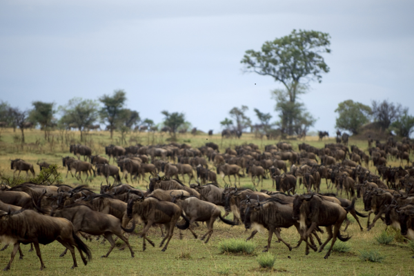 Serengeti