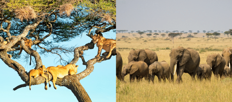 Serengeti vs Masai Mara Safari