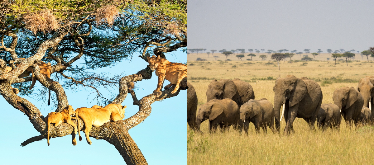 Serengeti vs Masai Mara Safari