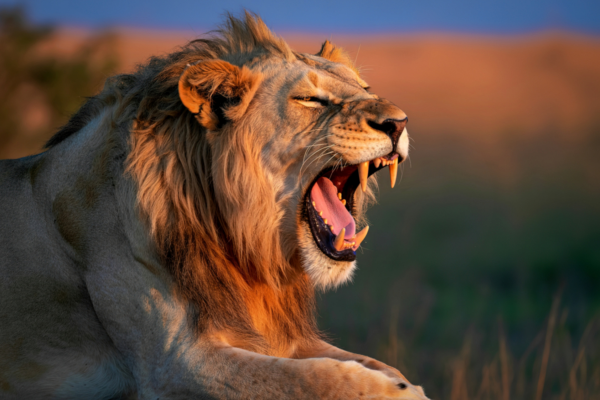 Slow Safari Tanzania, Sustainable Travel 2026, Serengeti Tented Camps, Eco-friendly Safari.