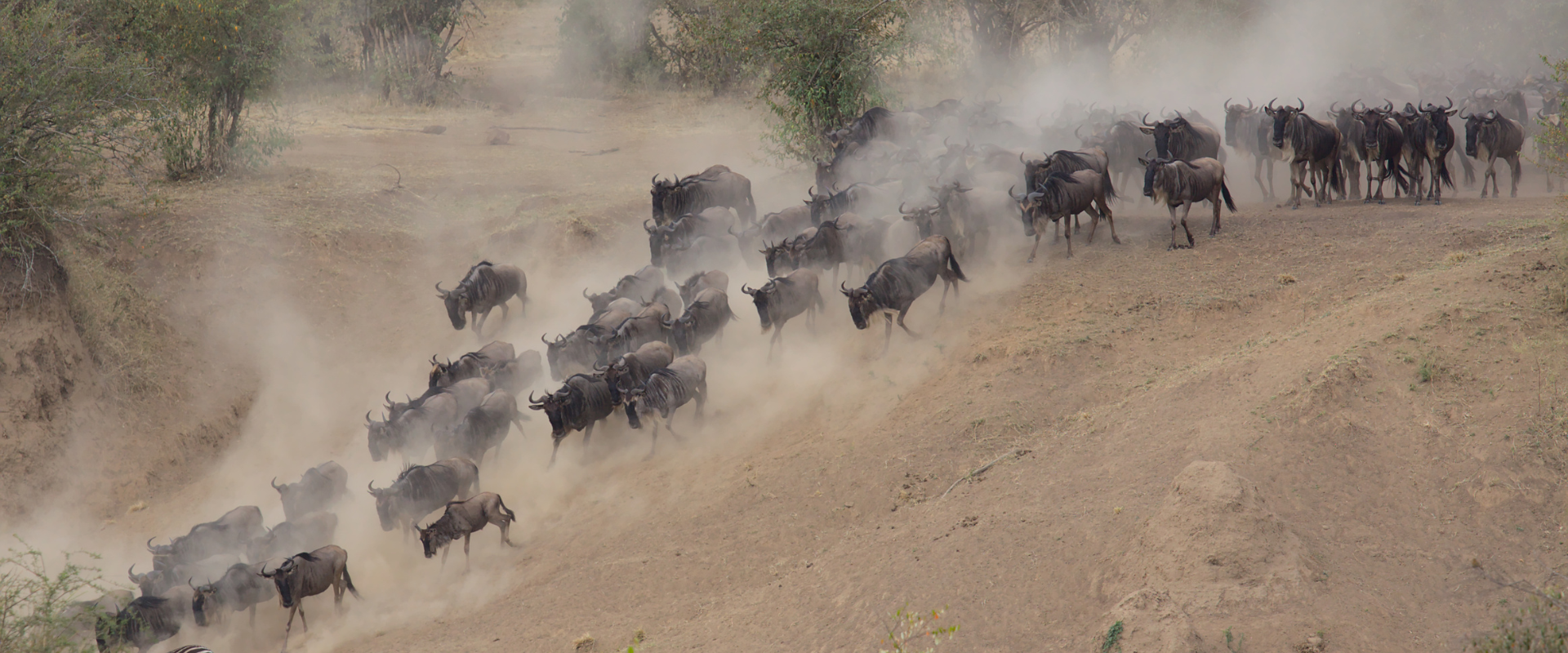 Serengeti wildebeest migration