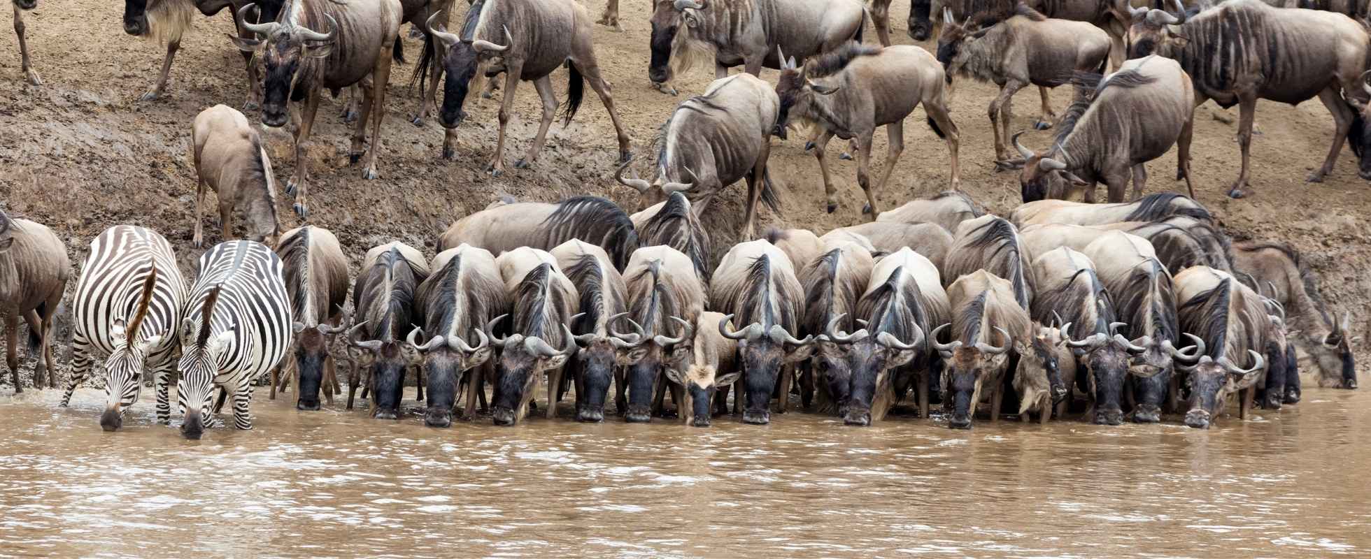 Serengeti migration photography