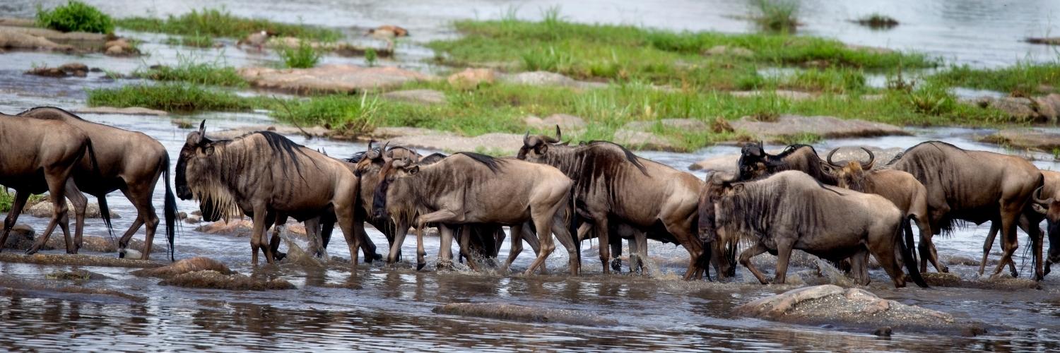 Serengeti wildebeest migration