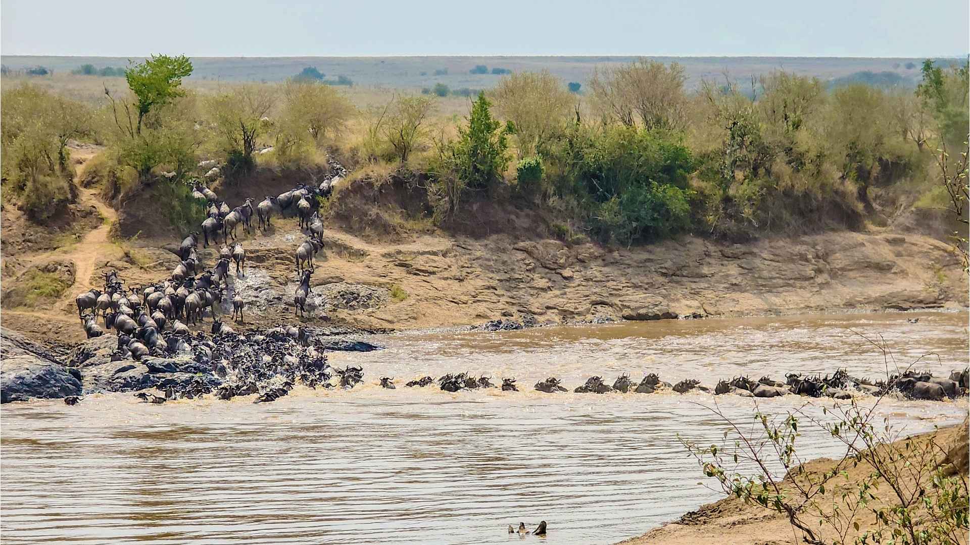 Serengeti wildebeest migration