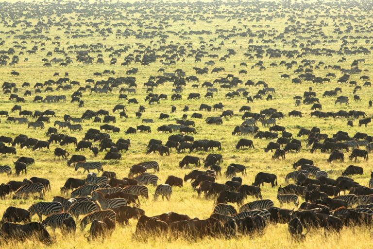 Serengeti Wildebeest Migration: Monthly Breakdown & Best Viewing Seasons (2026 Guide)