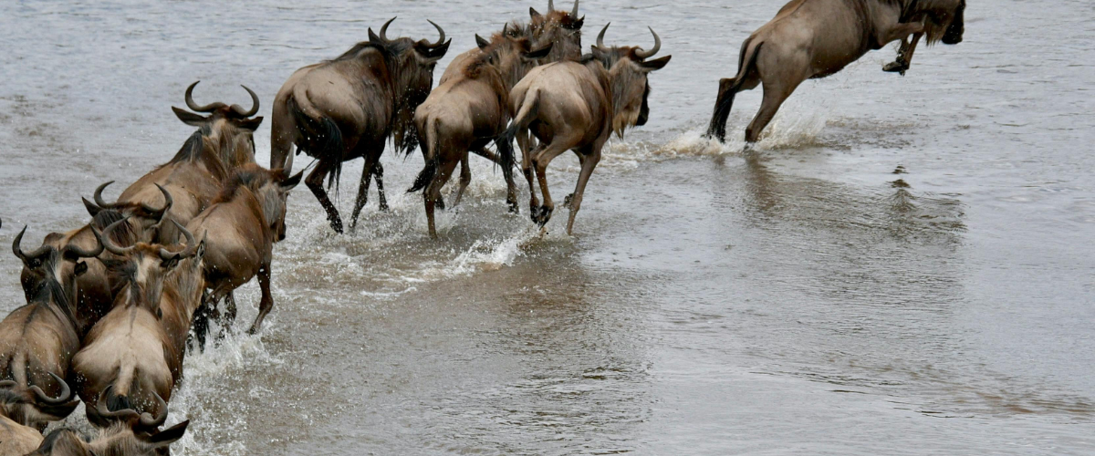 Chaotic Mara River crossing with wildebeest and crocodiles during the Great Migration in Tanzania