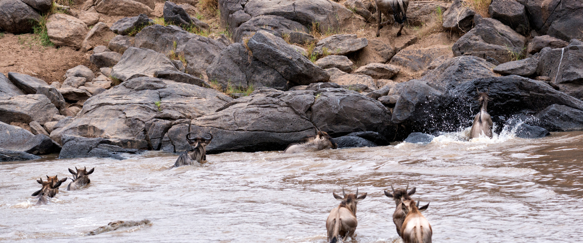 Dramatic Mara River crossing with crocodiles and wildebeest