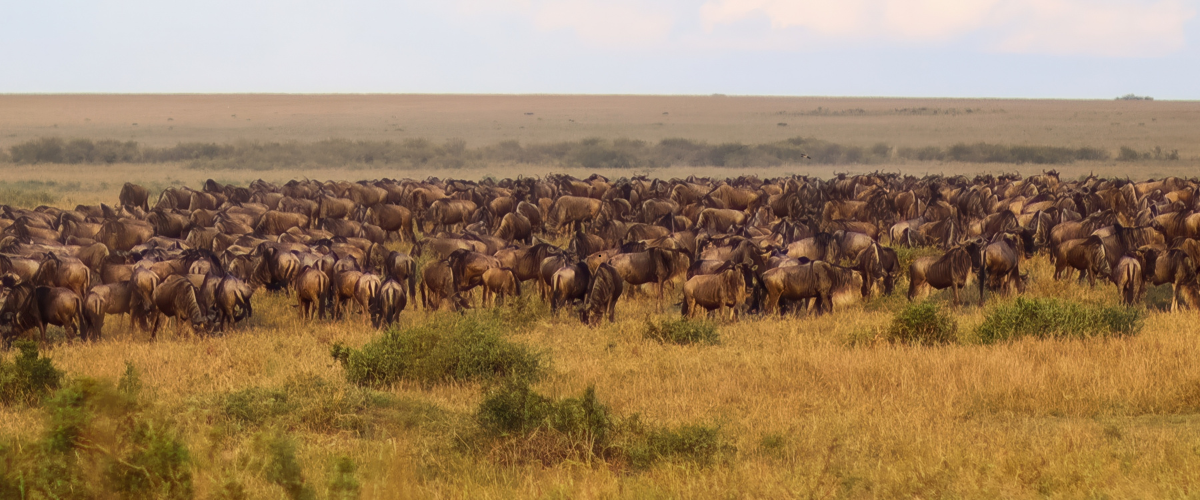 Endless columns of wildebeest migrating across the plains