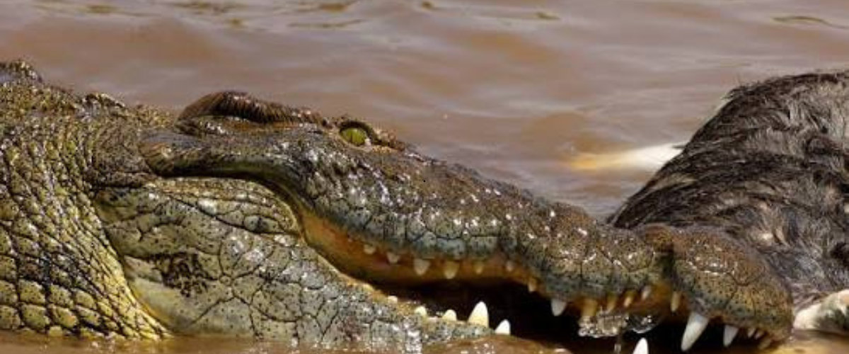 Giant Nile crocodiles at the Grumeti River crossing
