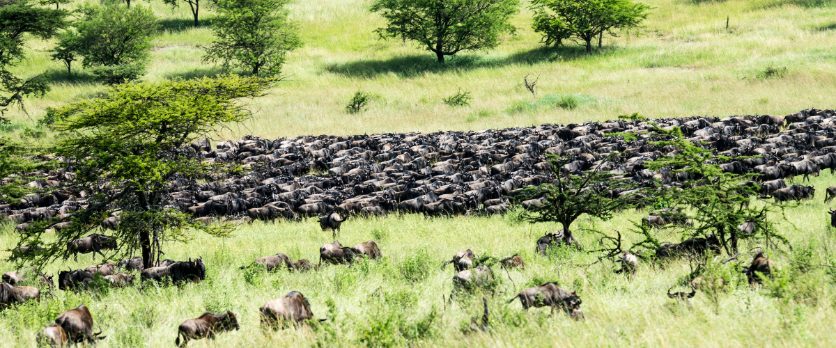Lush green plains of Southern Serengeti with wildebeest herds