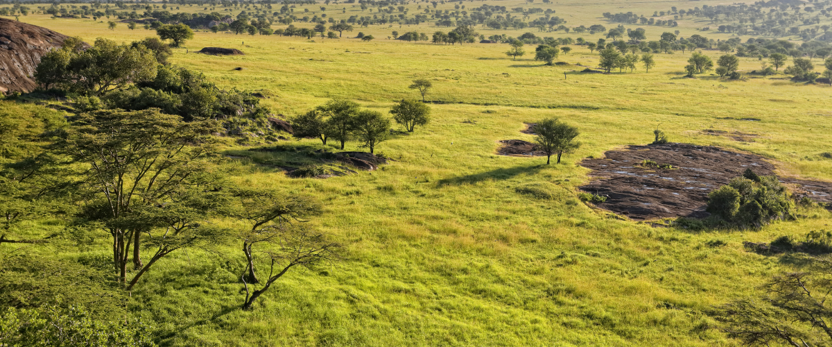 Environmental portrait of wildlife in the vast Serengeti landscape