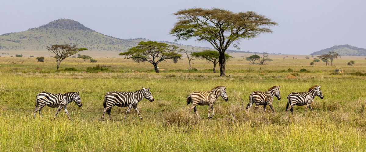 Wildebeest moving across the Serengeti plains during the Great Migration