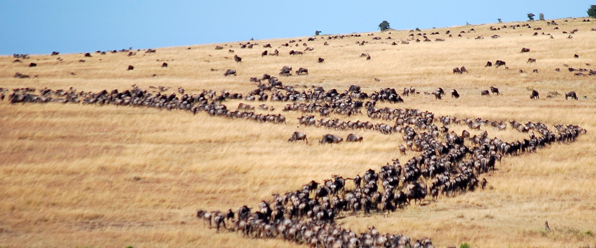 Vast herd of wildebeest and zebras moving across the plains