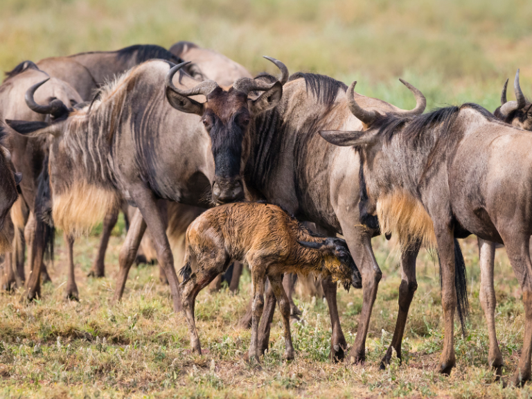 Wildebeest Calving Season (January–February) Newborns, Predators, Abundance
