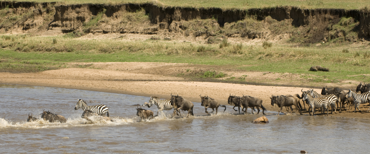 Wildebeest herds gathering at the Grumeti River crossing in the Western Serengeti, surrounded by lush riverine forest