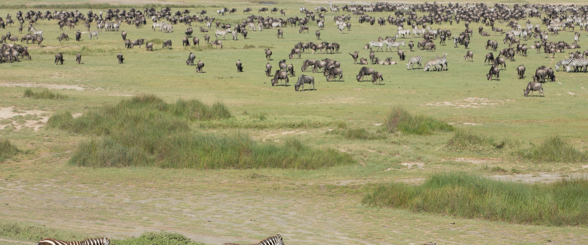 Wildebeest herds returning to the green Ndutu plains