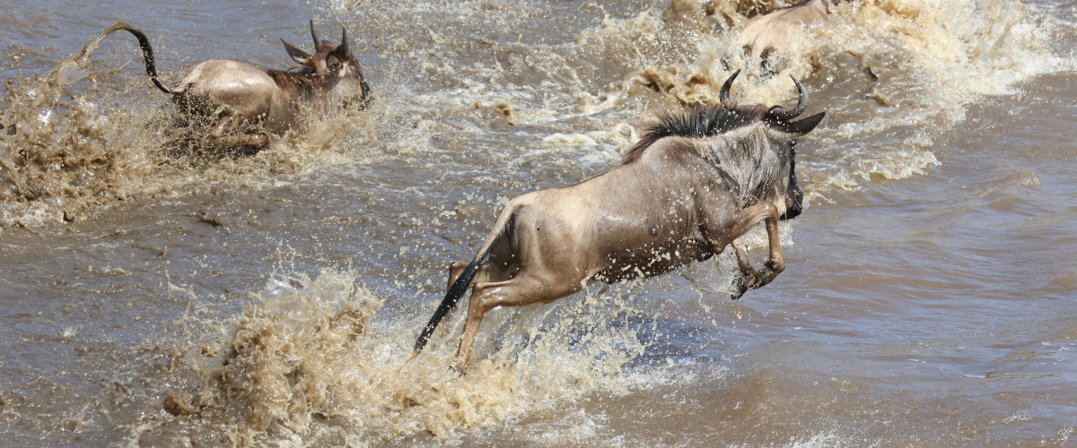 Wildebeest plunging into the Mara River in Tanzania during the Great Migration, splashing water wildly as they swim across