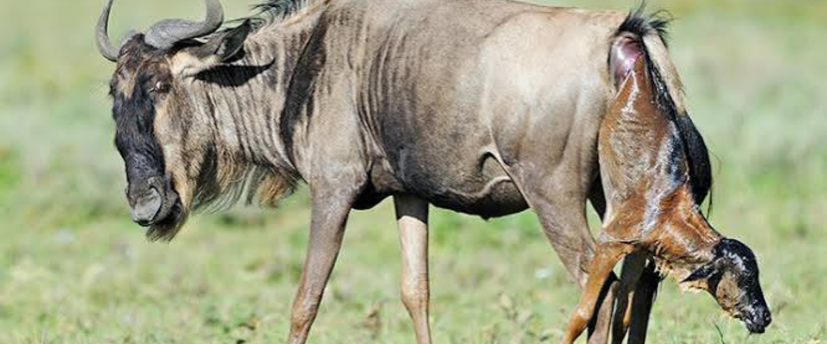 Wildebeest mothers and newborn calves on the green plains of Ndutu during the Great Migration calving season