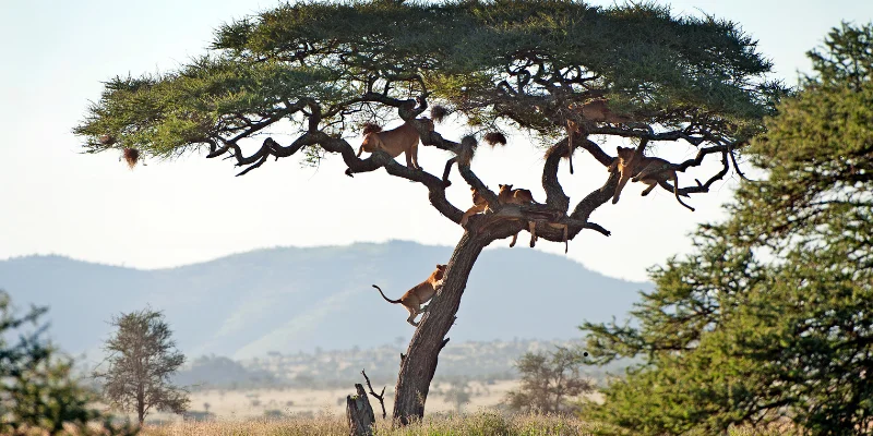 Tree-climbing lion in Lake Manyara National Park