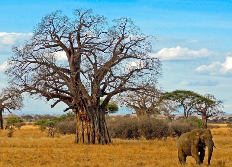 tarangire_tanzania