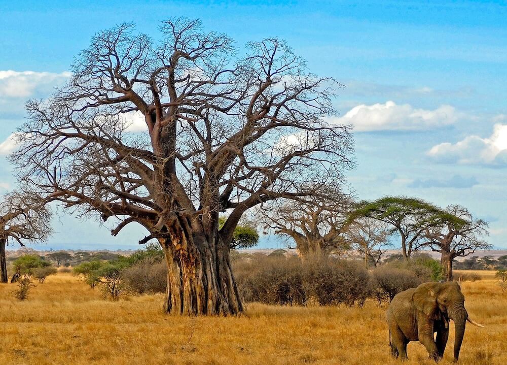 Iconic baobab silhouettes in Tarangire National Park