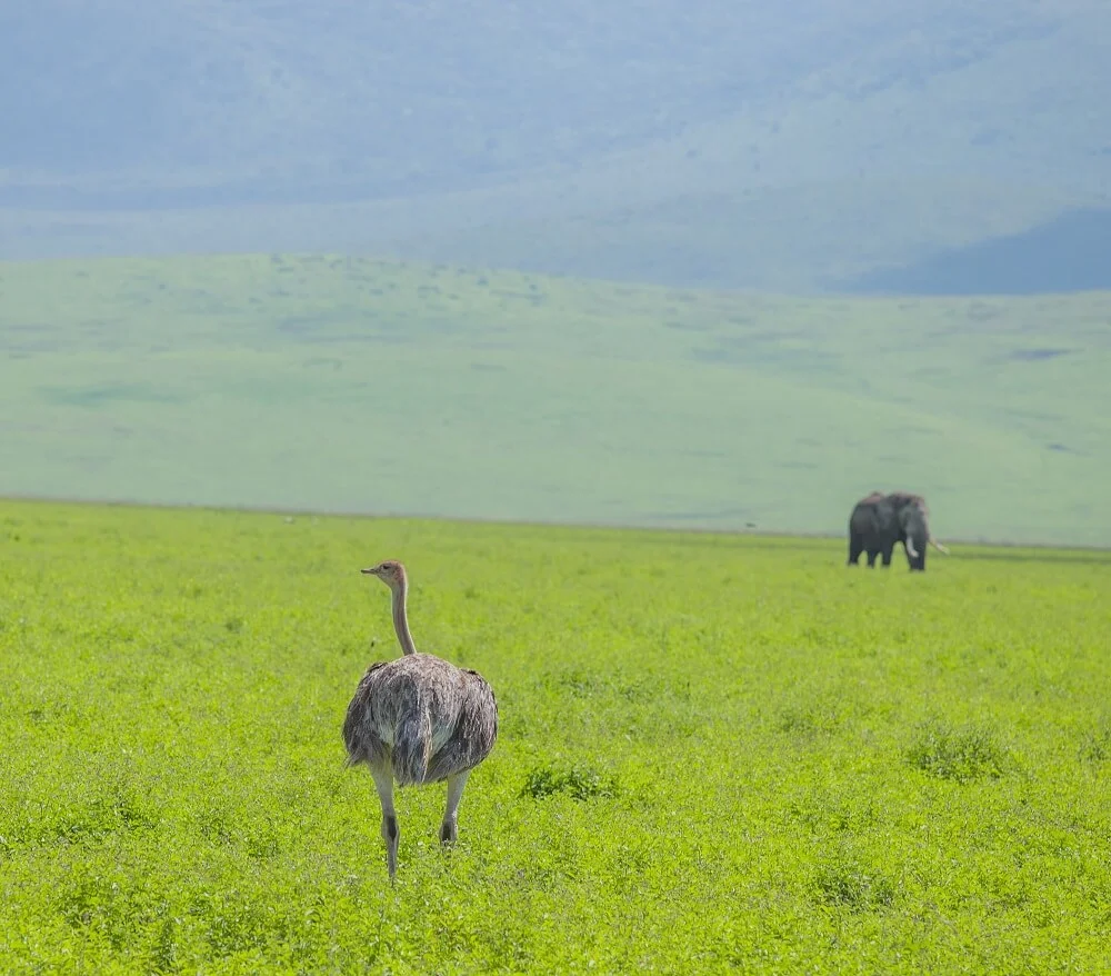 Flamingo flocks at Lake Manyara National Park
